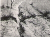Spew Tracks 1956