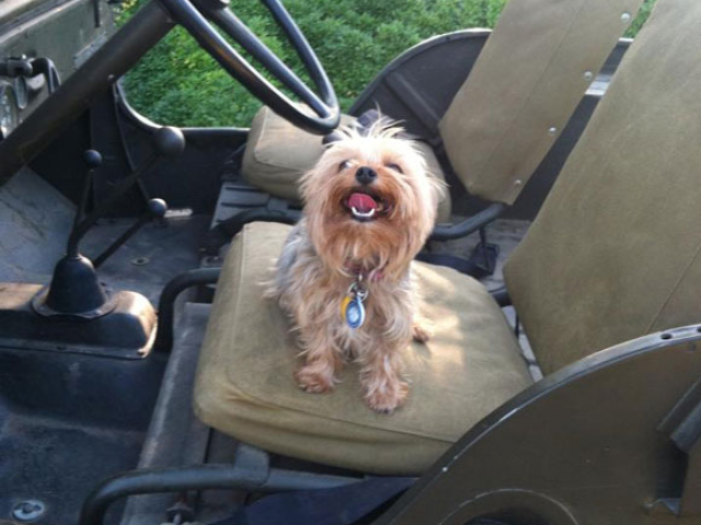 Cari Lee's 1948 Willys CJ-2A