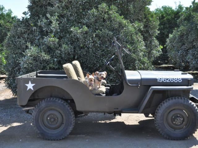 Cari Lee's 1948 Willys CJ-2A