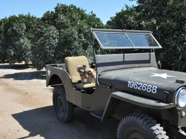 Cari Lee's 1948 Willys CJ-2A