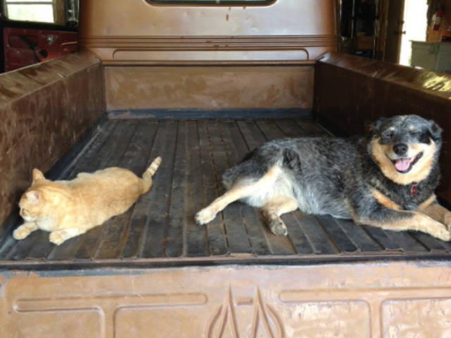 Ron Benton's 1949 Willys Truck