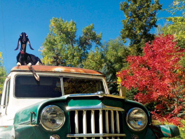 Erin King's Willys Station Wagon