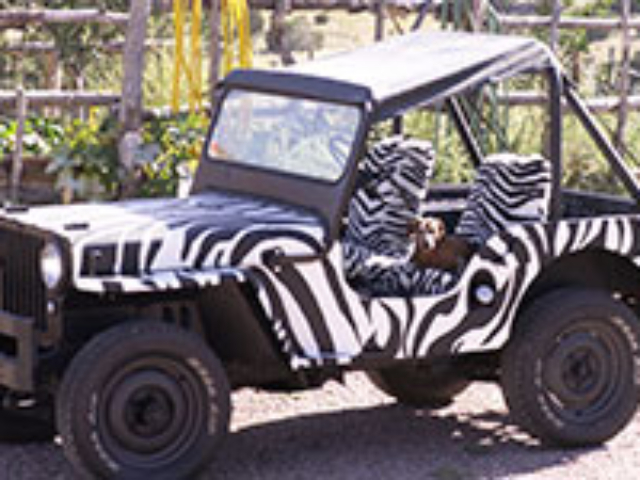 Dale Galarowicz' 1947 CJ-2A
