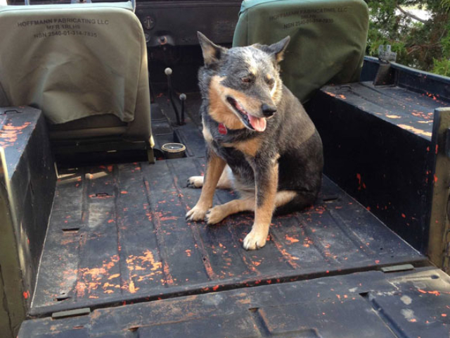 Ron Benton's 1954 Willys CJ-3B