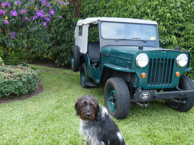 Manfred Willich's 1953 Willys CJ-3B