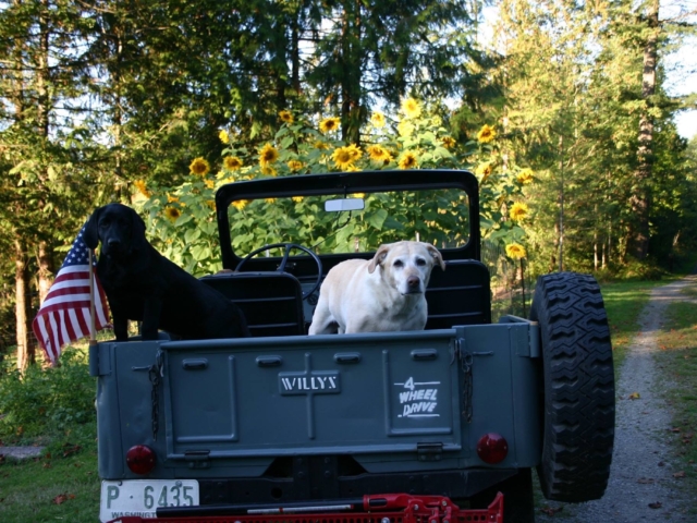 Michael Witt 1953 Willys CJ-3B