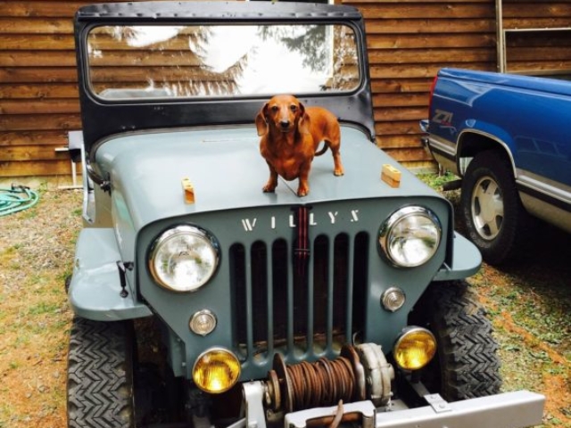 Michael Witt 1953 Willys CJ-3B
