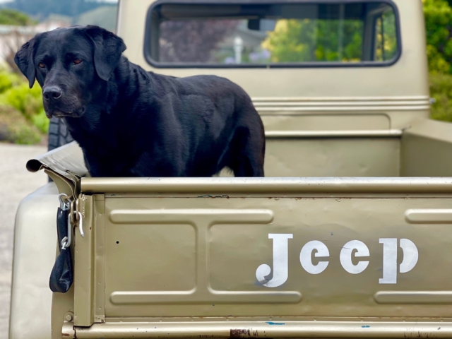anthony dragos willys truck and 7 cj-3a