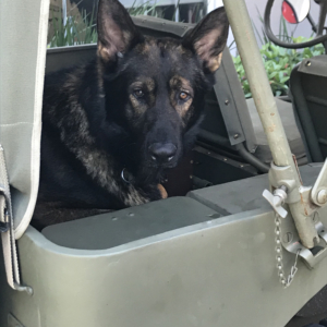 Al Pantano 1941 Willys Slat Grille MB 1