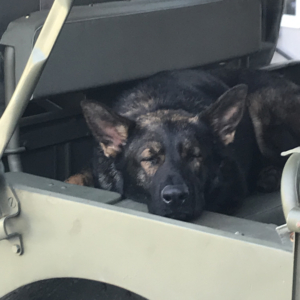 Al Pantano 1941 Willys Slat Grille MB 2