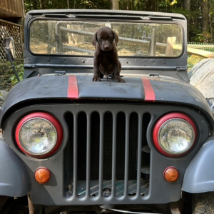 Arthur Dickerman 1966 CJ5 & 2024 Willys 1