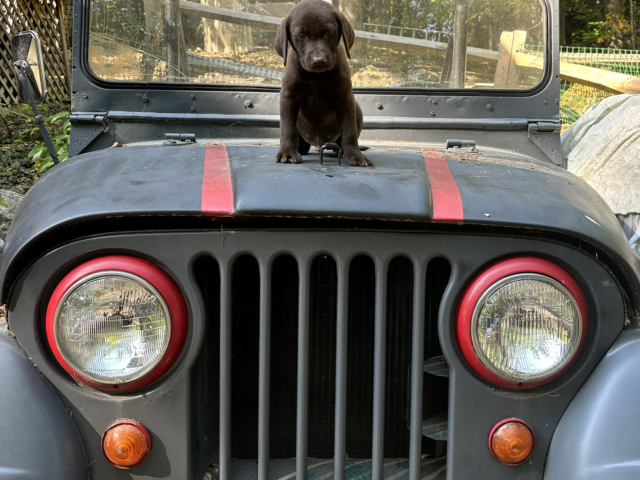 Arthur Dickerman 1966 CJ5 & 2024 Willys 1 arthur dickerman 1966 cj5 & 2024 willys 1