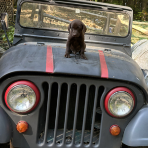 Arthur Dickerman 1966 CJ5 & 2024 Willys 2