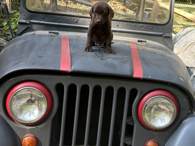 Arthur Dickerman 1966 CJ5 & 2024 Willys 2 arthur dickerman 1966 cj5 & 2024 willys 2