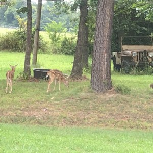 Fowler Jacobs 1949 CJ 2A_1