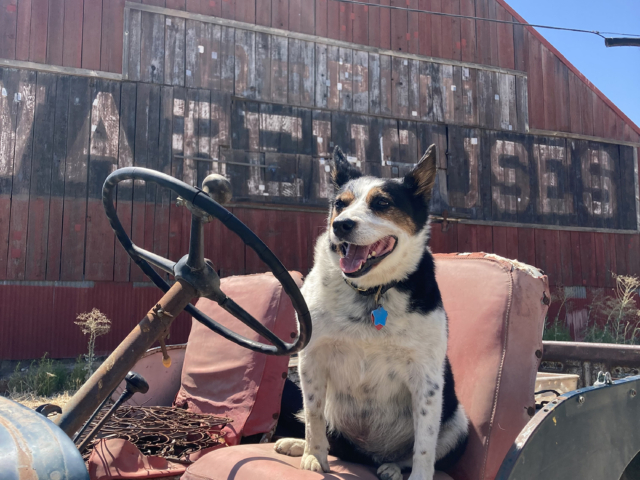 james dunsdon 1952 cj-3a