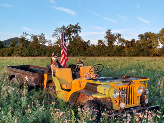 jason warren 1951 m38 2