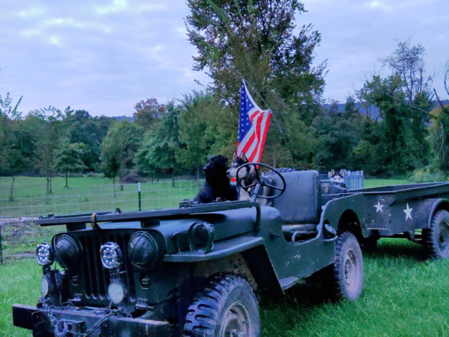jason warren 1951 m38 8