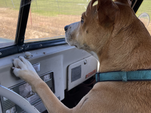 kurt evie davis 1948 statebedtruck 3