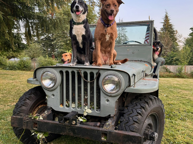 melissa castro 1947 cj-2a