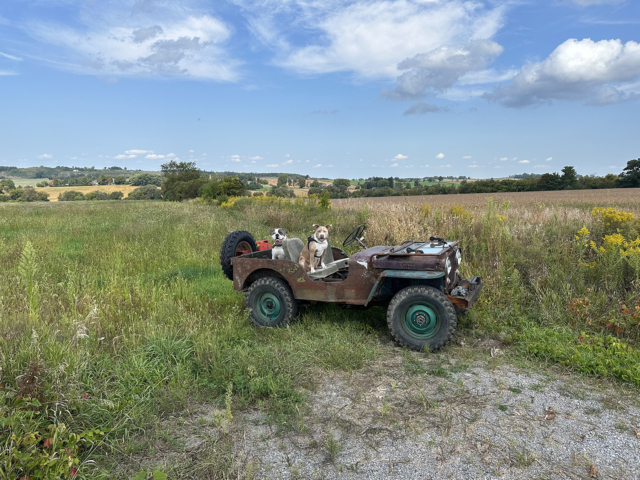 mike muller 1946 1 cj-2a