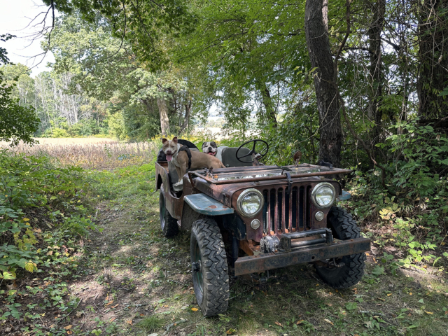 mike muller 1946 2 cj-2a